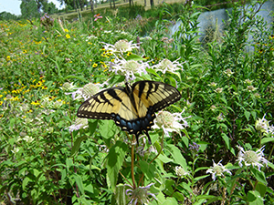 butterfly on native plants on the shore of Valley Lake